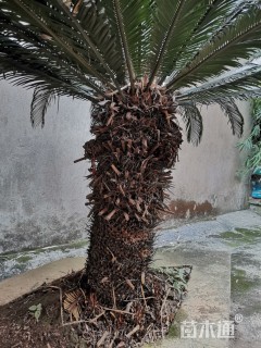 裸干高150厘米铁树