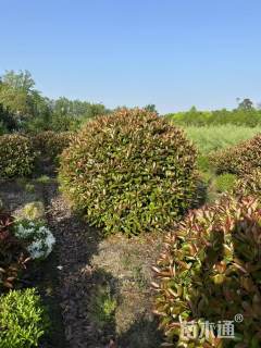 冠幅220厘米红叶石楠球