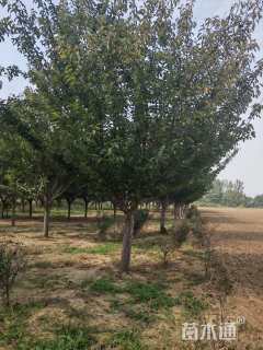 13公分日本晚樱