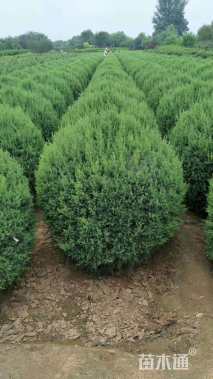 高度120厘米塔桧球