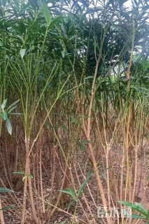 高度200厘米夹竹桃