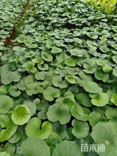 高度20厘米大吴风草