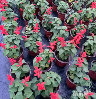 高度40厘米一串红