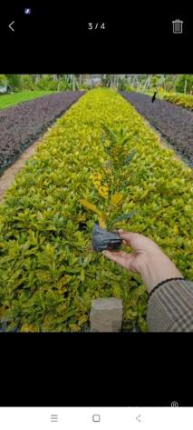 高度20厘米变叶木