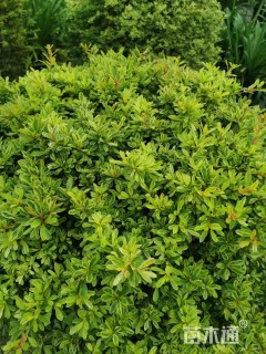 高度35厘米小丑火棘球