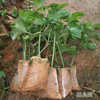 主蔓长15厘米西番莲