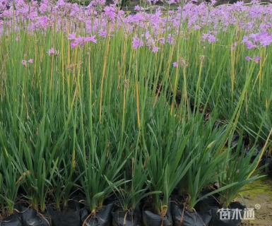 高度35厘米紫娇花