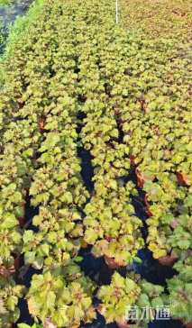 高度20厘米紫苏