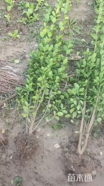 高度160厘米北海道黄杨柱