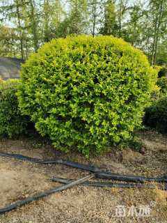 冠幅100厘米金叶女贞球
