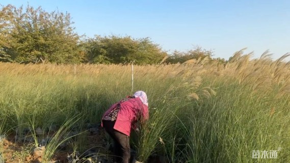 高度150厘米细叶芒