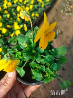 高度20厘米角堇