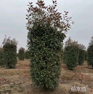 高度150厘米红叶石楠柱