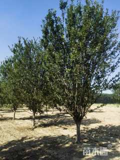 18公分西府海棠