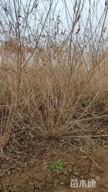 高度150厘米紫珠