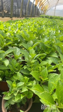 高度20厘米绣球