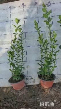 40厘米扶芳藤