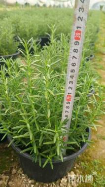 高度25厘米迷迭香