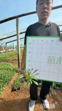 高度10厘米金鸡菊