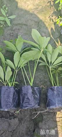 高度25厘米鸭脚木