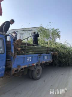 刚竹