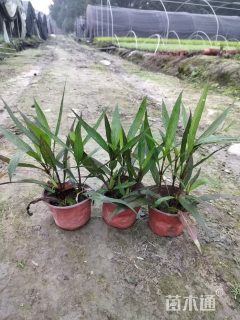 高度35厘米翠芦莉