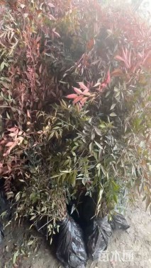 高度40厘米南天竹小苗