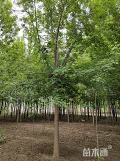 13公分绿叶复叶槭