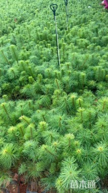 高度40厘米华山松