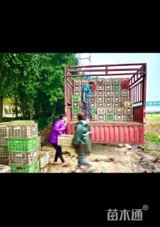 高度25厘米日本血草