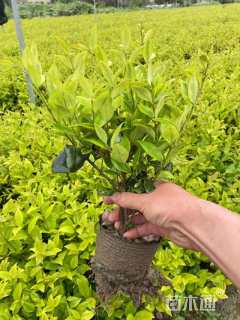 高度35厘米金森女贞