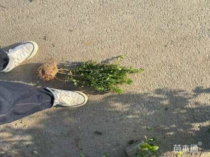 高度40厘米瓜子黄杨小苗