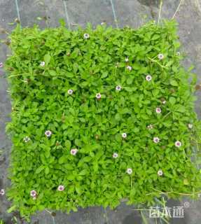 高度5厘米姬岩垂草