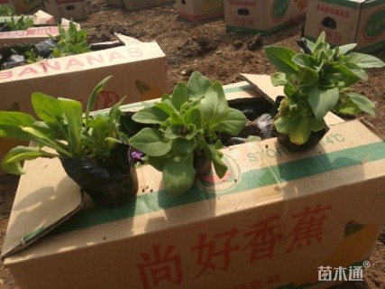 矮牵牛