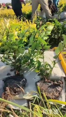 高度40厘米金森女贞小苗