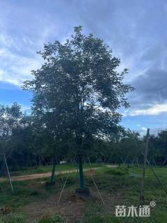 10公分黄花风铃木