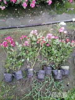 高度30厘米丰花月季