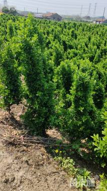 高度150厘米大叶黄杨柱