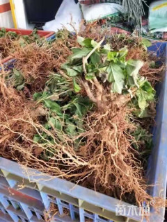 高度15厘米绣球