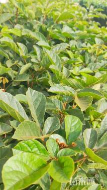 0.5公分黄花风铃木