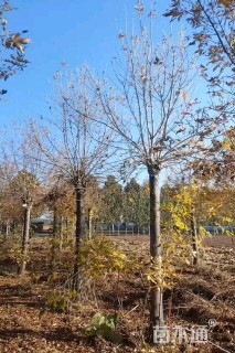 21公分金叶白蜡