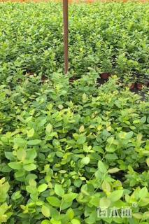 高度20厘米蓝莓