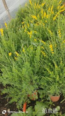 高度20厘米金雀花