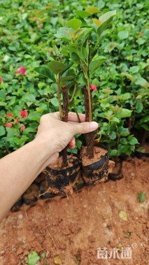 高度25厘米红花三角梅