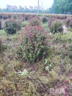 高度80厘米冰川红叶