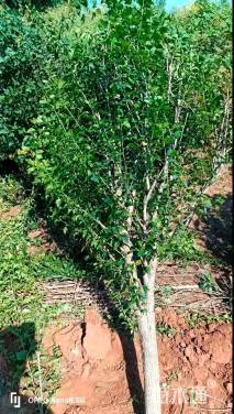 高度150厘米木槿