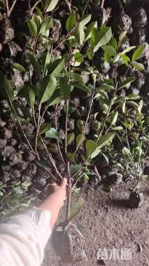 冠幅40厘米红叶石楠球