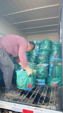 高度30厘米叶下珠