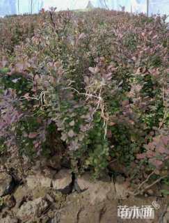 高度40厘米紫叶小檗