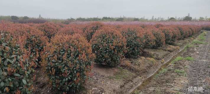 冠幅150厘米红叶石楠球